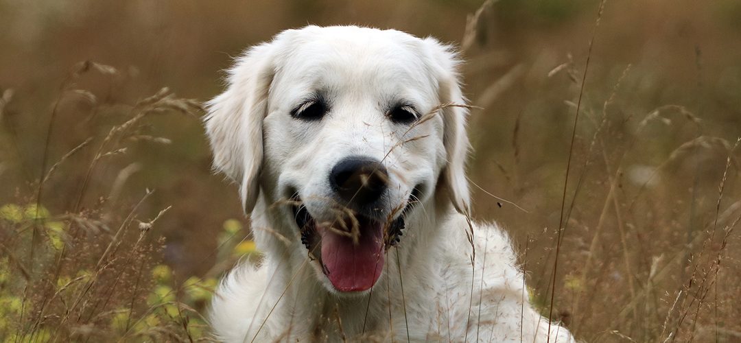 J.CH. NEVERLAND HELLO DOLLY